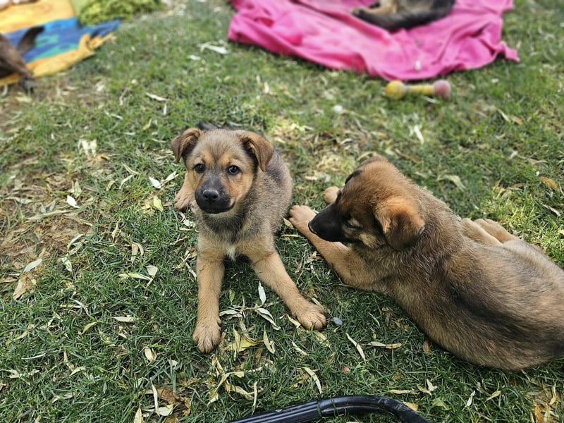 ARUBA ❤️ liebevolles Mädchen, Pflegefamilie Erkelenz