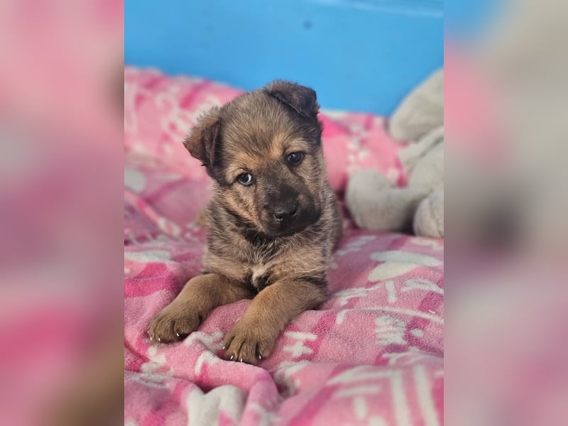 ARUBA ❤️ liebevolles Mädchen, Pflegefamilie Erkelenz