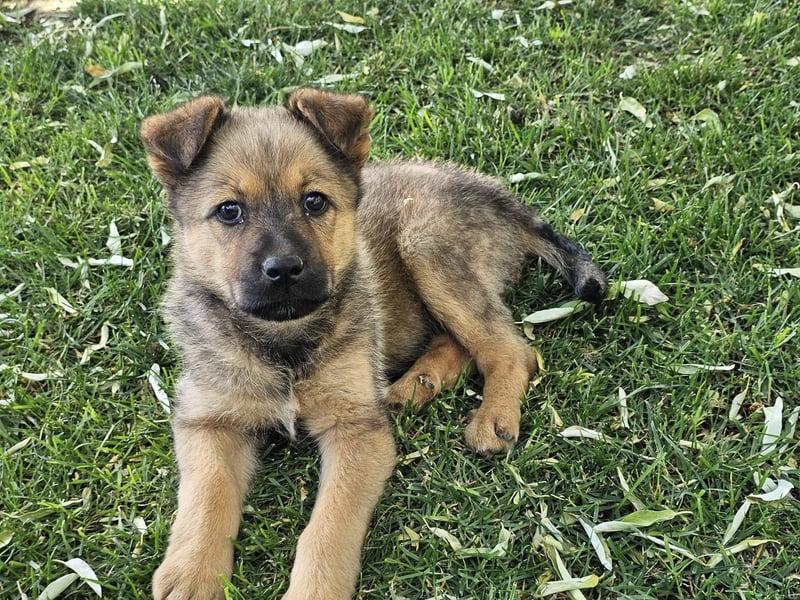ARUBA ❤️ liebevolles Mädchen, Pflegefamilie Erkelenz