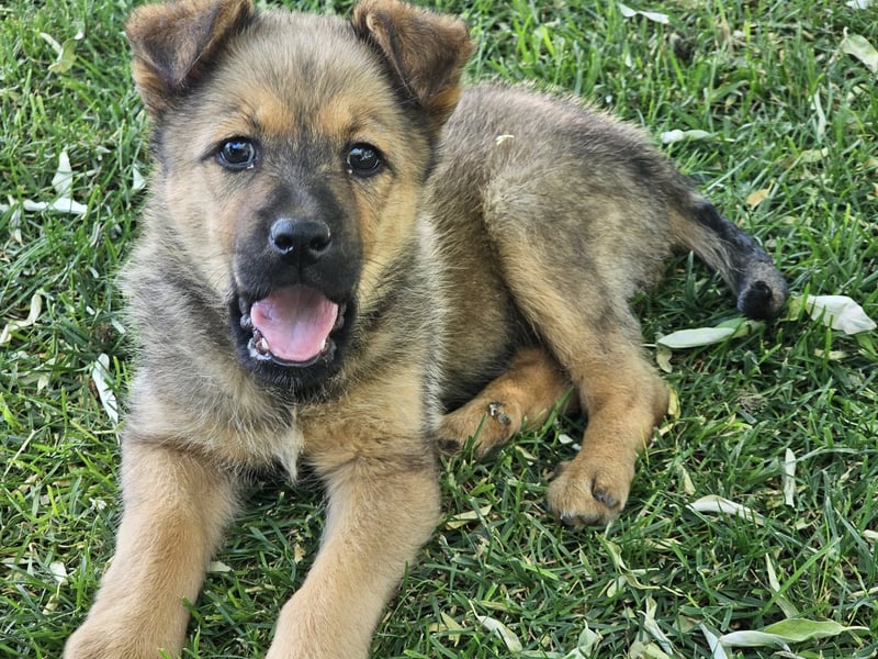 ARUBA ❤️ liebevolles Mädchen, Pflegefamilie Erkelenz
