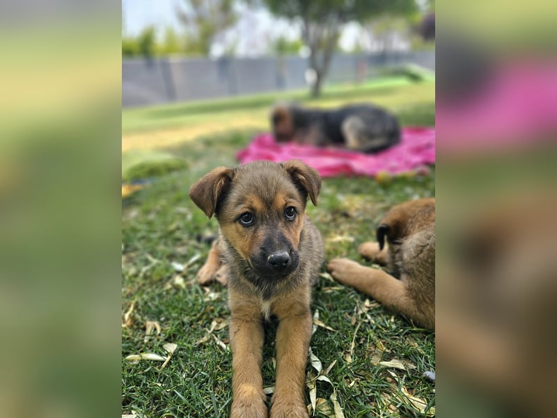 ARUBA ❤️ liebevolles Mädchen, Pflegefamilie Erkelenz