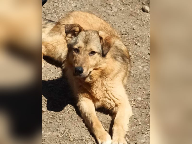 Donna sucht endlich ihr Körbchen