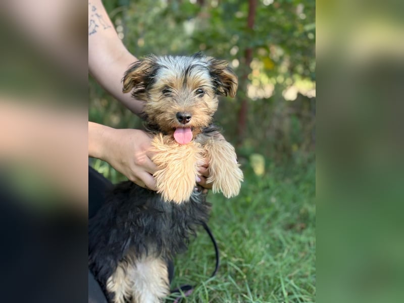 PRINCESS - kleines Hundemädchen sucht ihr großes Glück