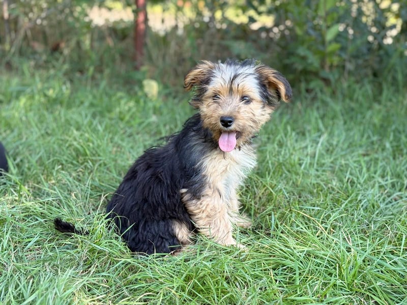 PRINCESS - kleines Hundemädchen sucht ihr großes Glück