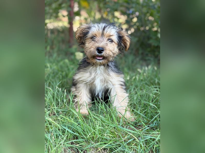 PRINCESS - kleines Hundemädchen sucht ihr großes Glück
