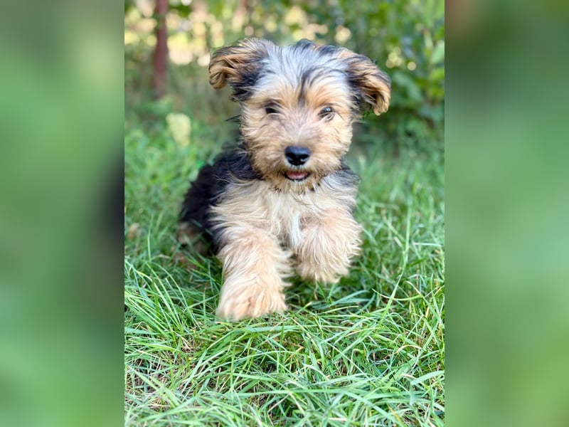 PRINCESS - kleines Hundemädchen sucht ihr großes Glück