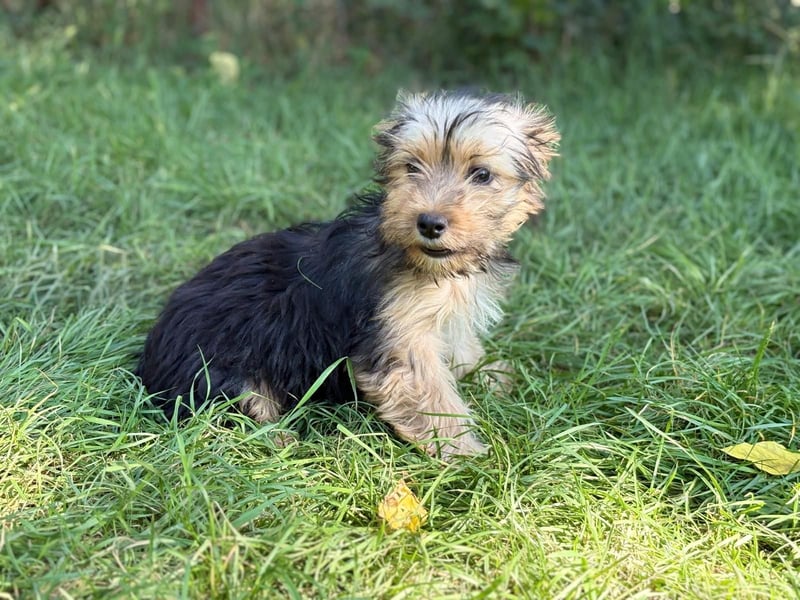 PRINCESS - kleines Hundemädchen sucht ihr großes Glück