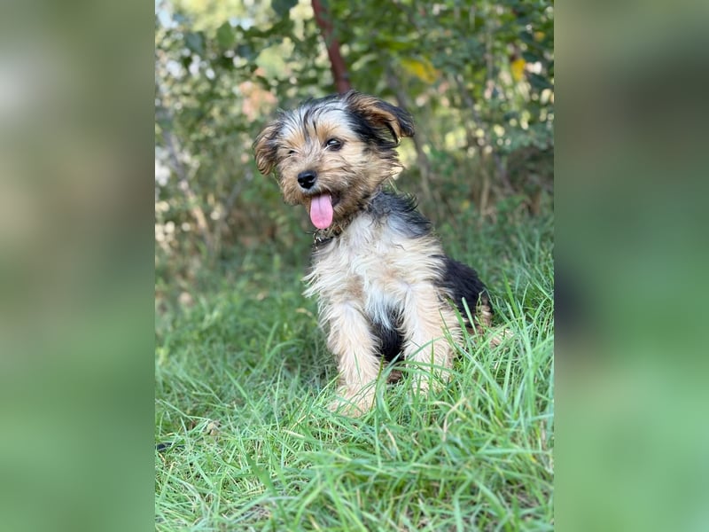 PRINCESS - kleines Hundemädchen sucht ihr großes Glück