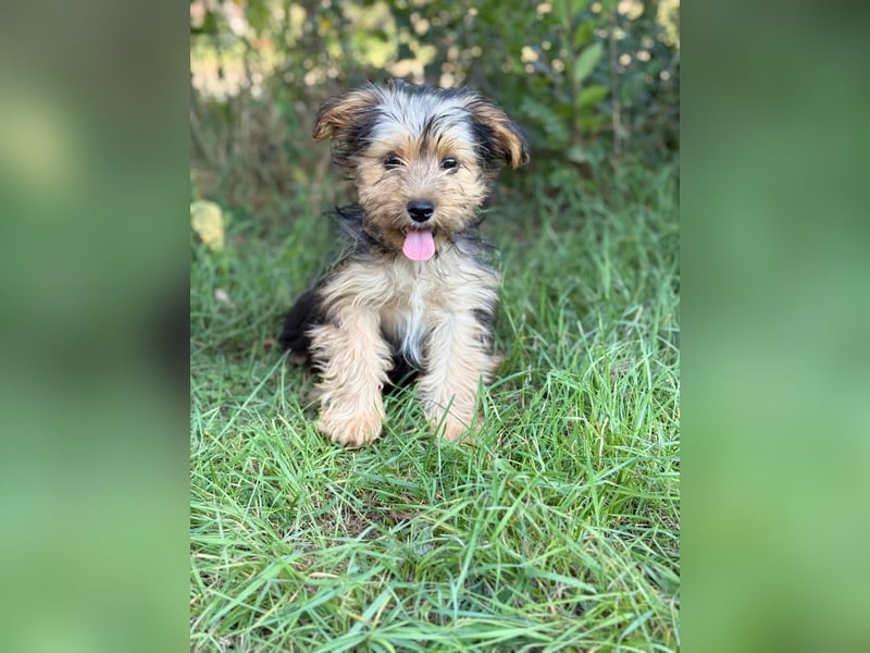 PRINCESS - kleines Hundemädchen sucht ihr großes Glück