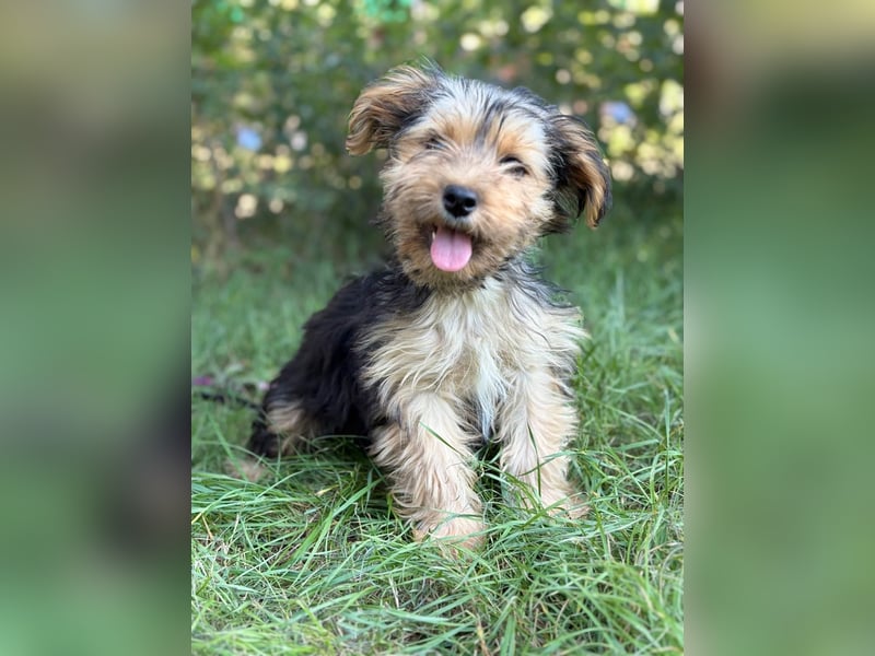 PRINCESS - kleines Hundemädchen sucht ihr großes Glück