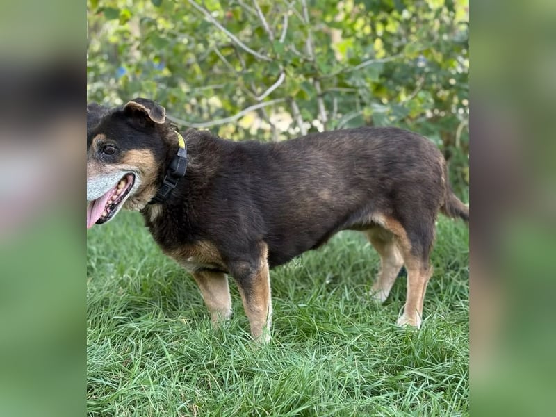 TATJANA - Eine bezaubernde Hundeseniorin sucht ein warmes Zuhause für ihren Lebensabend