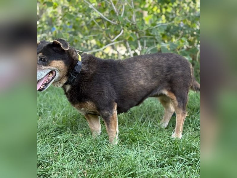 TATJANA - Eine bezaubernde Hundeseniorin sucht ein warmes Zuhause für ihren Lebensabend