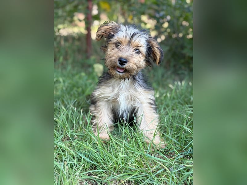 PRINCESS - kleines Hundemädchen sucht ihr großes Glück