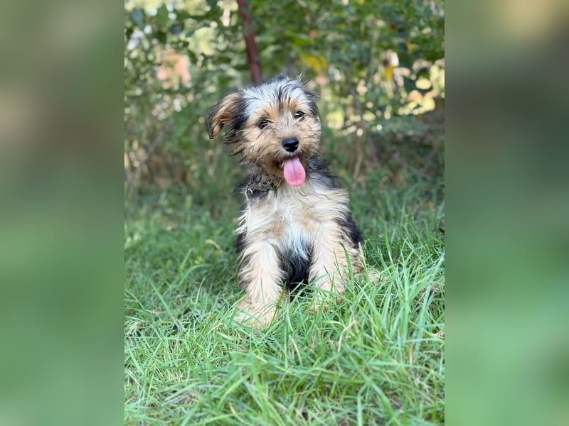 PRINCESS - kleines Hundemädchen sucht ihr großes Glück