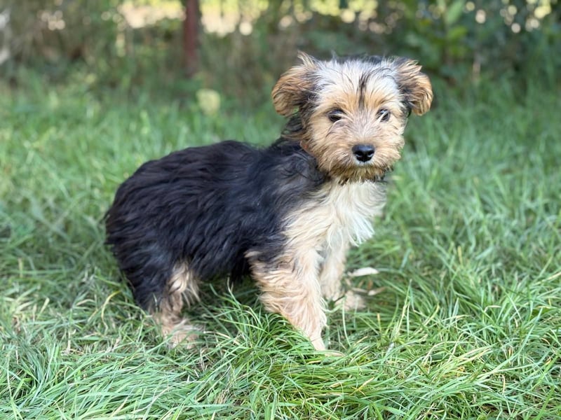 PRINCESS - kleines Hundemädchen sucht ihr großes Glück