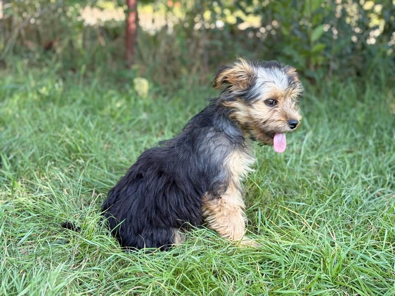 PRINCESS - kleines Hundemädchen sucht ihr großes Glück
