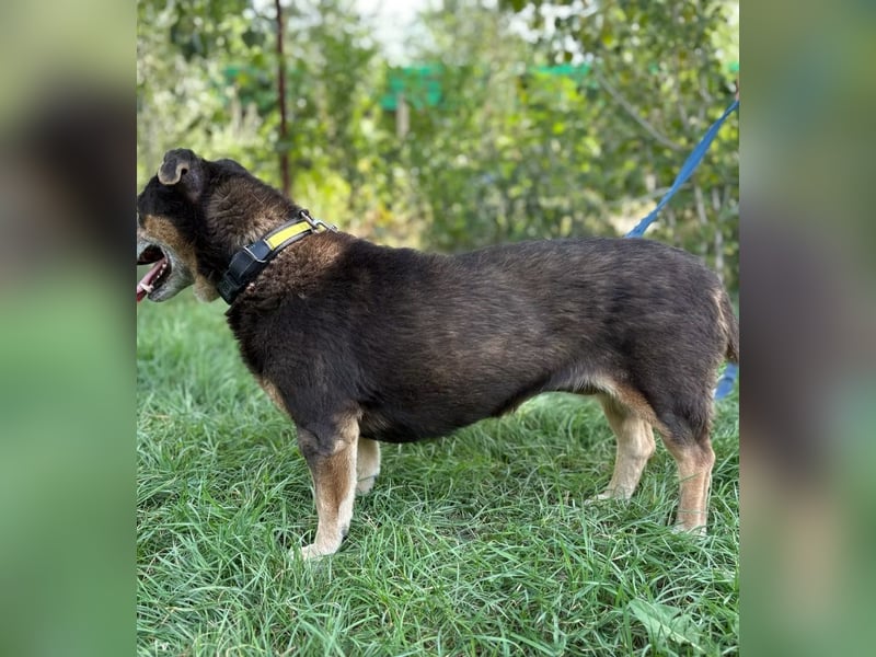 TATJANA - Eine bezaubernde Hundeseniorin sucht ein warmes Zuhause für ihren Lebensabend