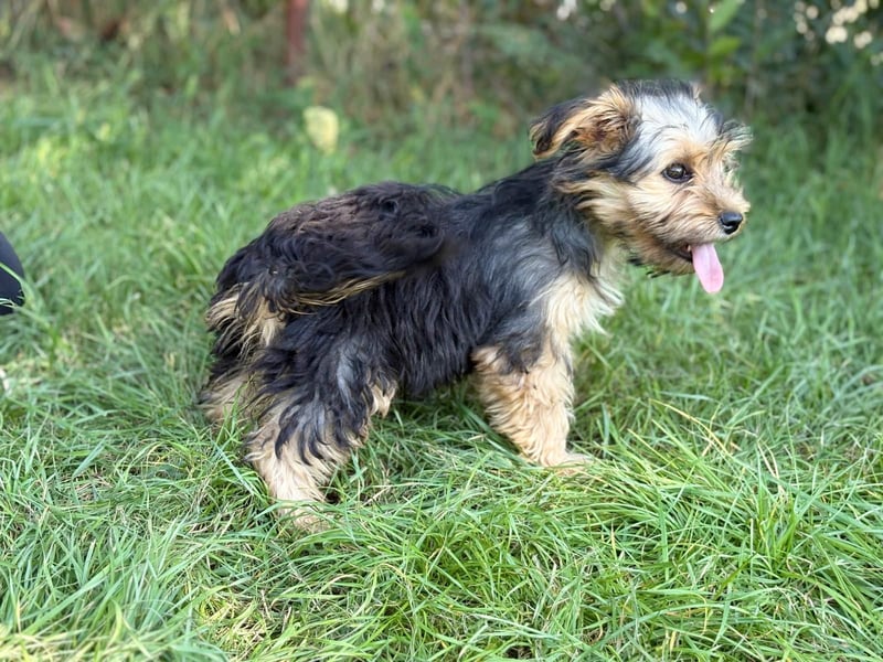 PRINCESS - kleines Hundemädchen sucht ihr großes Glück