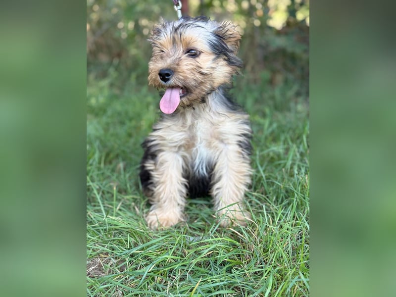 PRINCESS - kleines Hundemädchen sucht ihr großes Glück