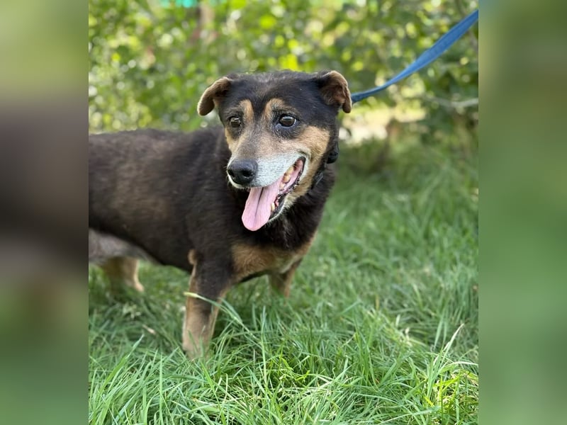 TATJANA - Eine bezaubernde Hundeseniorin sucht ein warmes Zuhause für ihren Lebensabend