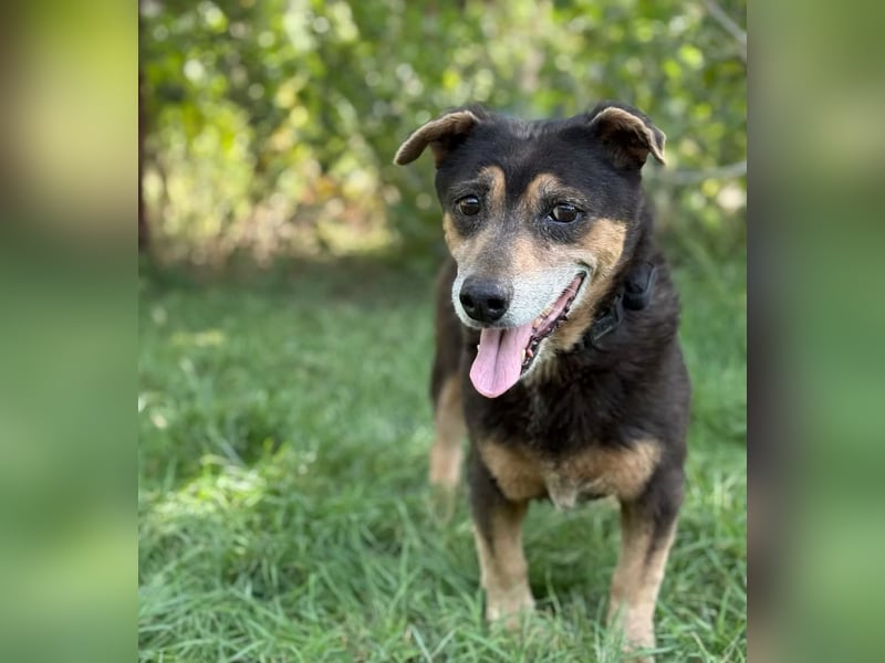 TATJANA - Eine bezaubernde Hundeseniorin sucht ein warmes Zuhause für ihren Lebensabend