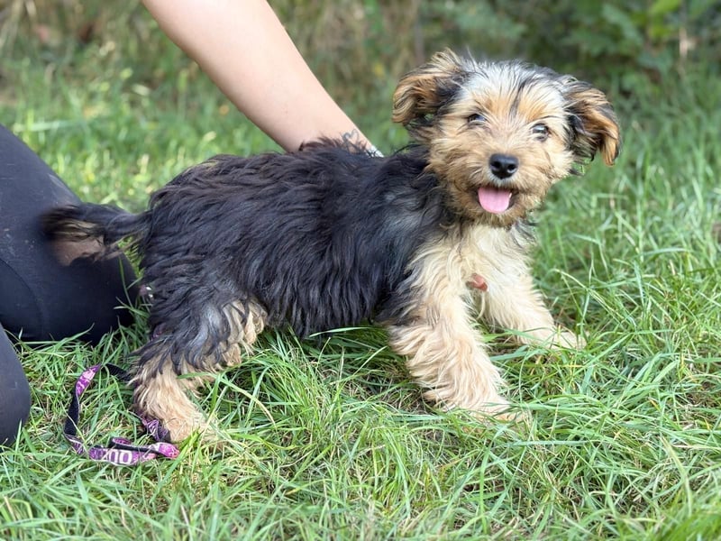 PRINCESS - kleines Hundemädchen sucht ihr großes Glück