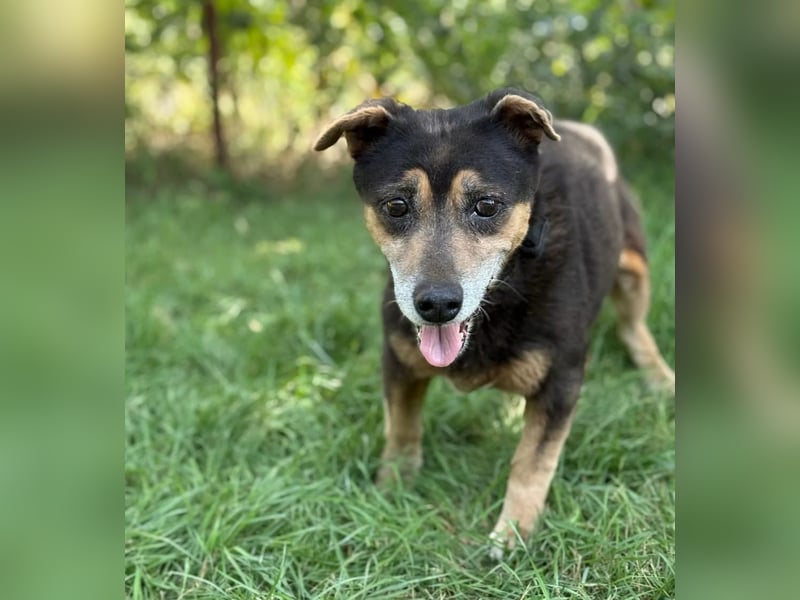 TATJANA - Eine bezaubernde Hundeseniorin sucht ein warmes Zuhause für ihren Lebensabend