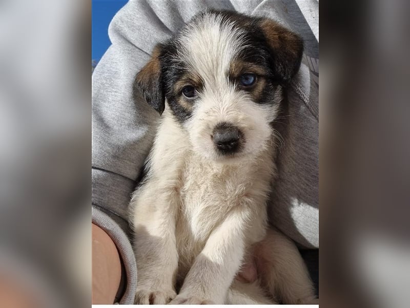 Azura - mit dem besonderen Hundeblick