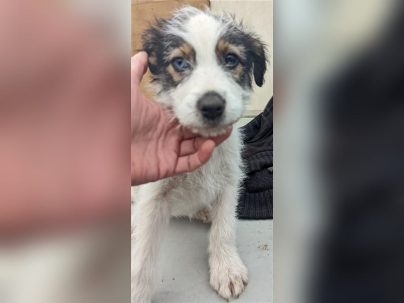 Azura - mit dem besonderen Hundeblick