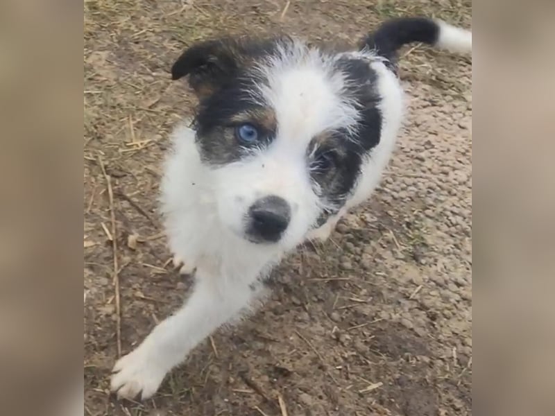 Azura - mit dem besonderen Hundeblick