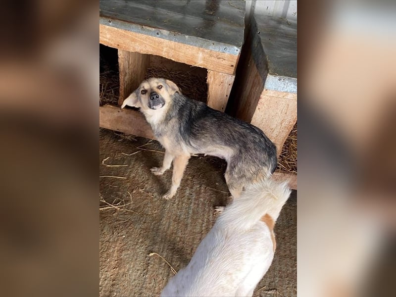 Schüchterne Loki sucht Zuhause  