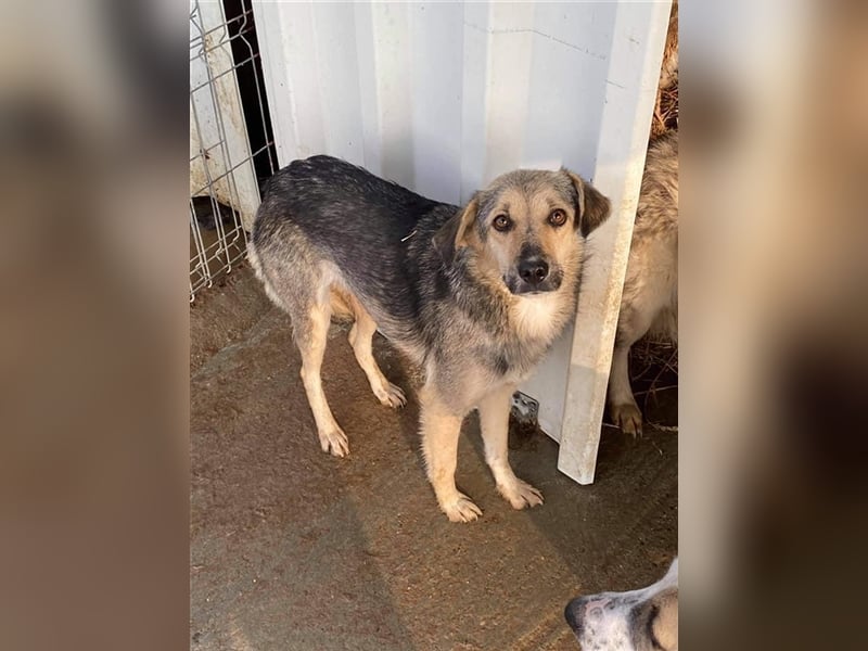 Schüchterne Loki sucht Zuhause  