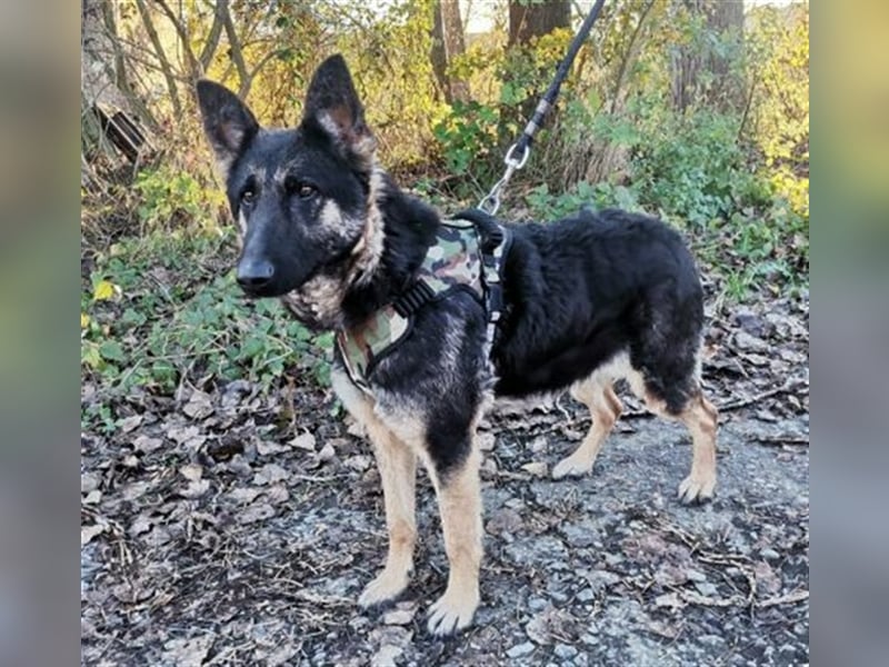 Liza, Schäferhund Mischling