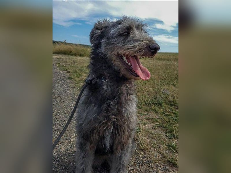 Ylvi, Bouvier des Ardennen Mischling