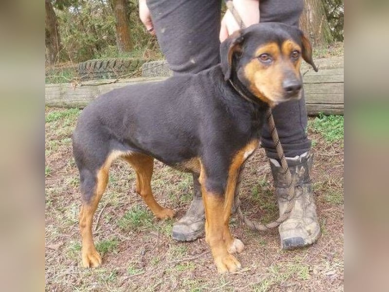 Stella 2, Mischling