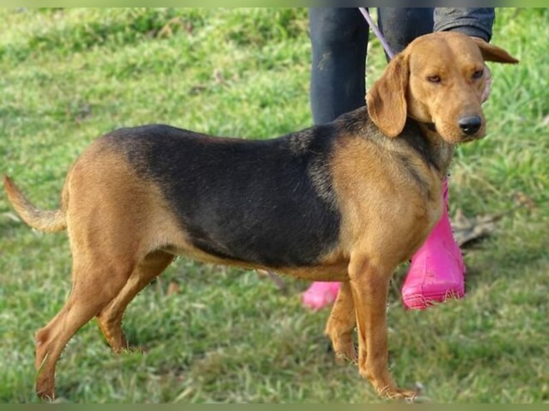 Fiona, Deutsche Bracke Mischling