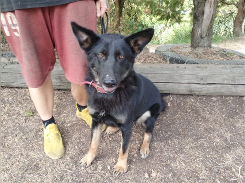 Audrey, Schäferhund Mischling