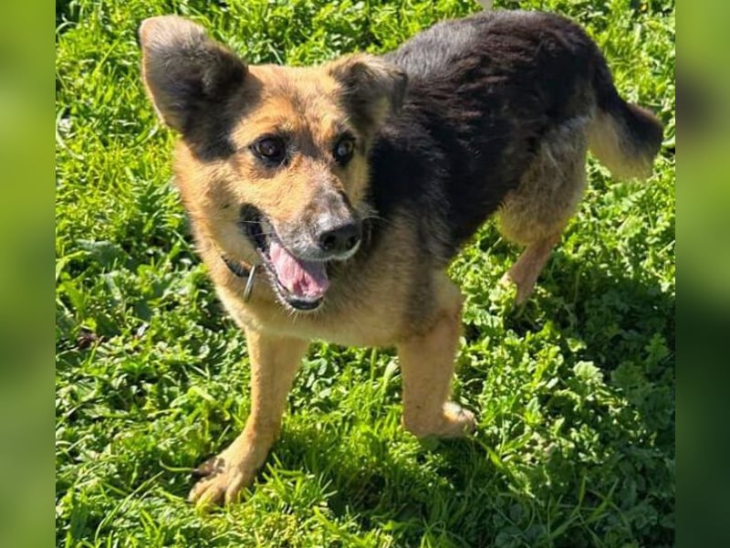 Masha2, Schäferhund Mischling