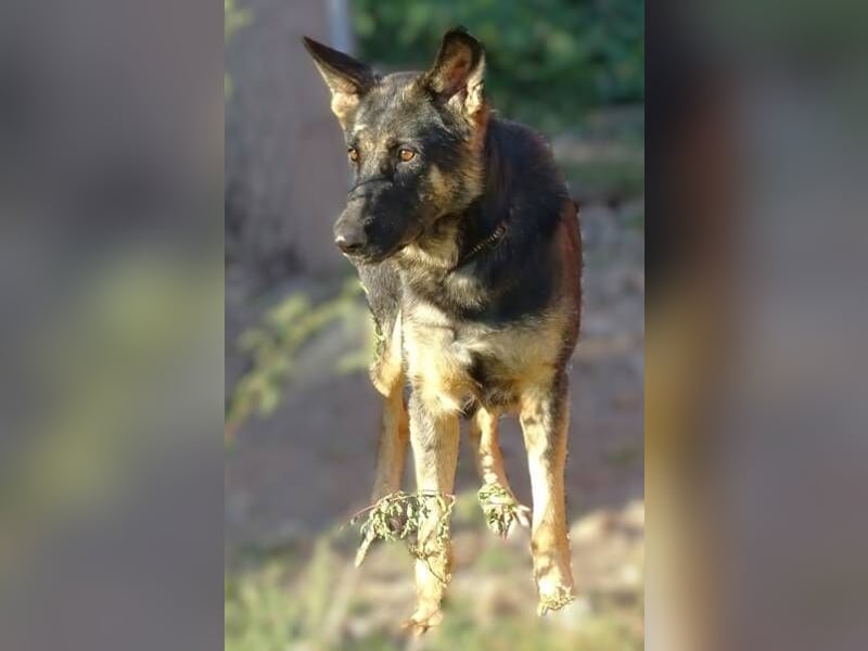 Donna, Schäferhund Mischling