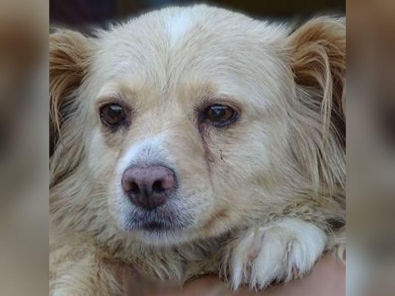 Goldie, Mischling