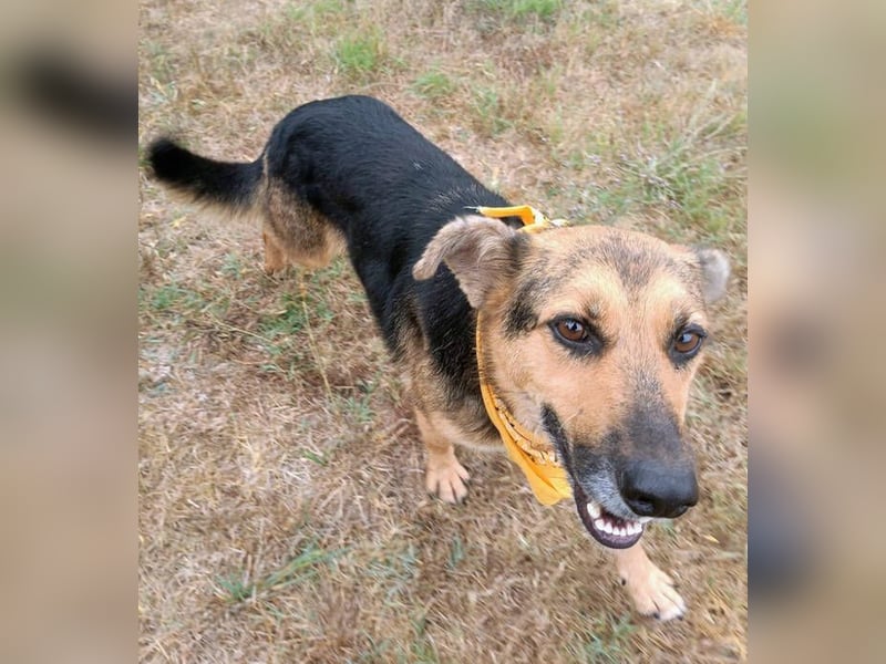 Masha2, Schäferhund Mischling