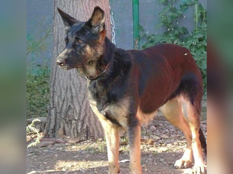 Donna, Schäferhund Mischling
