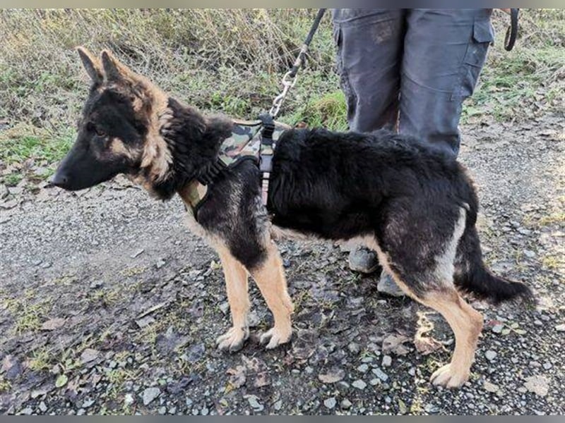 Liza, Schäferhund Mischling