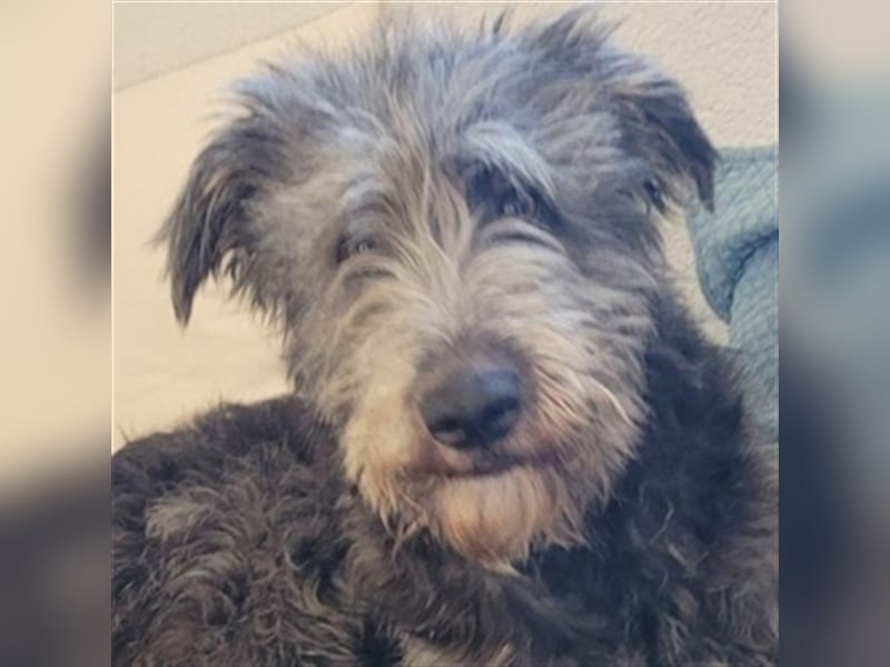 Ylvi, Bouvier des Ardennen Mischling