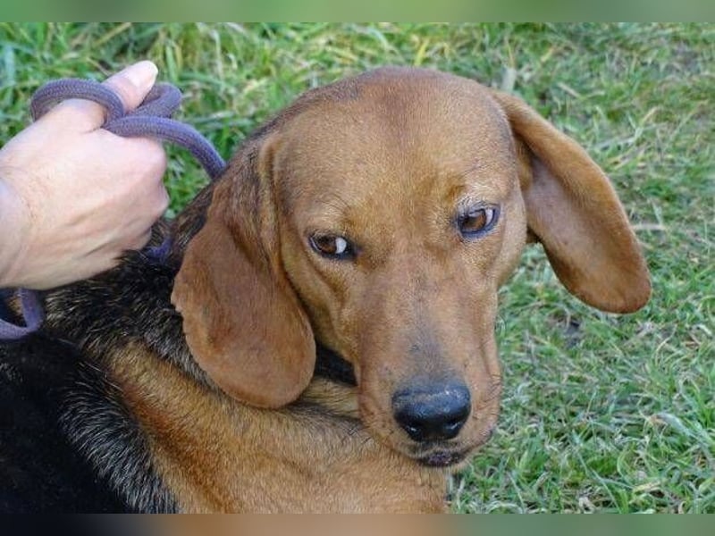 Fiona, Deutsche Bracke Mischling