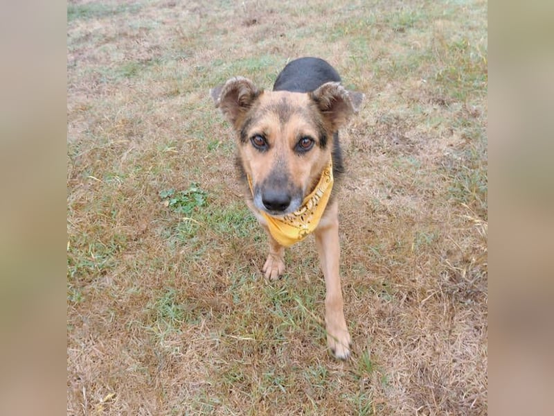 Masha2, Schäferhund Mischling