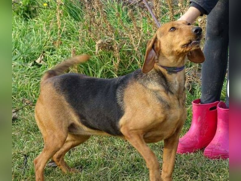 Fiona, Deutsche Bracke Mischling