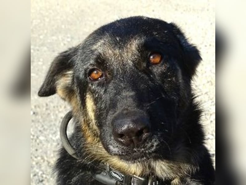 Donna, Schäferhund Mischling