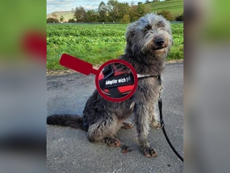 Ylvi, Bouvier des Ardennen Mischling