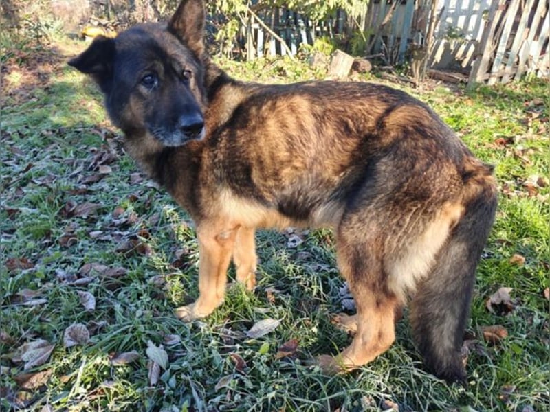 Elizabeth, Schäferhund Mischling